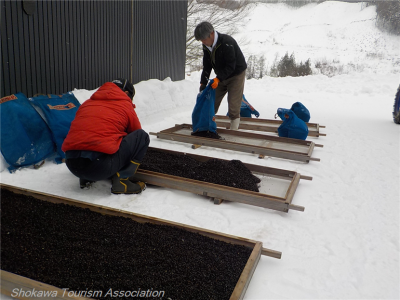 寒ざらしそば　寒風さらし作業-1（R8.1.27）